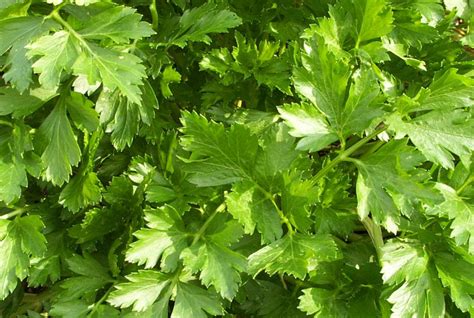 Growing Parsley - Growin Crazy Acres