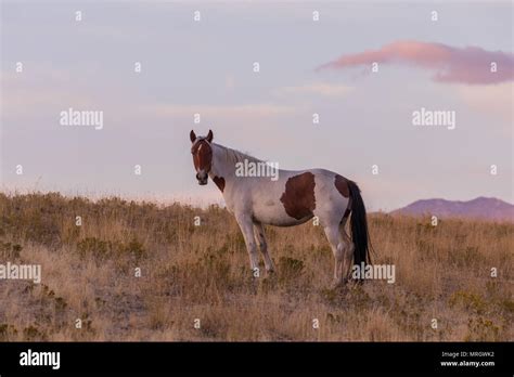 Wild Horse in the Sunset Stock Photo - Alamy