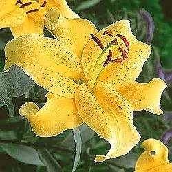 Yellow stargazer lily | Stargazer lily, Oriental lily, Lily plants