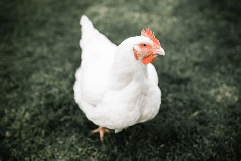 Broiler Chicken Breeds: 16 of the Best Meat Chickens - Amy K. Fewell