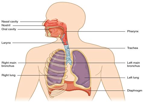 the respiratory system (lesson 0393) - TQA explorer