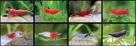 Cherry Shrimp Color Chart