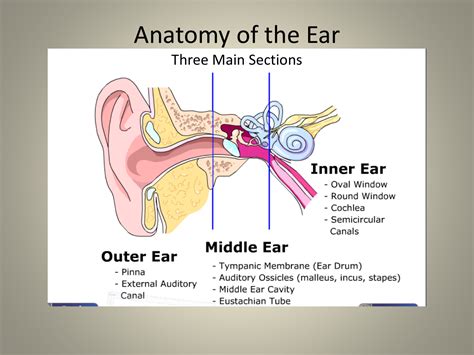 Anatomy Of The Ear