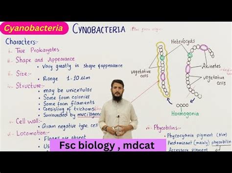 Cyanobacteria | structure and characteristics of cyanobacteria | class 11 - YouTube