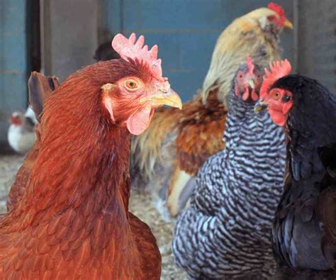 8 of the Best Chicken Breeds for Eggs