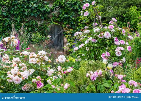 Old British rose garden stock image. Image of rose, flower - 107519127