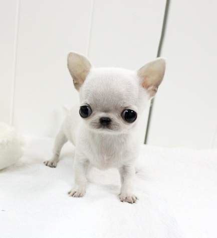 Gallery For > Teacup Chihuahua