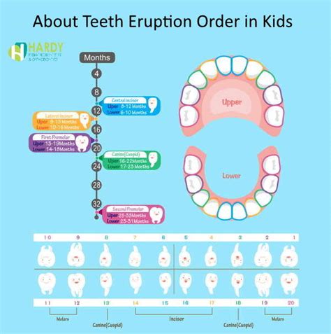 Learn About Kid's Teeth Eruption Sequence - Hardy Pediatric Dentistry & Orthodontics