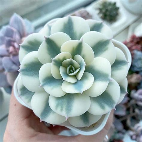 Unusual Succulents Plants | Lipstick Alley