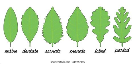 Leaf Margin Types