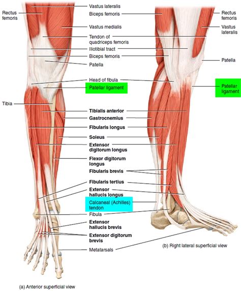 Leg Anatomy Muscles Ligaments And Tendons