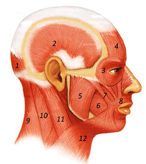 Muscles of the Head