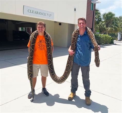 Snake hunters nab 19-foot-long Burmese python in Florida