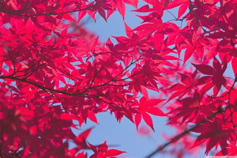 Autumn Leaves Pink Colour Wallpapers - Wallpaper Cave