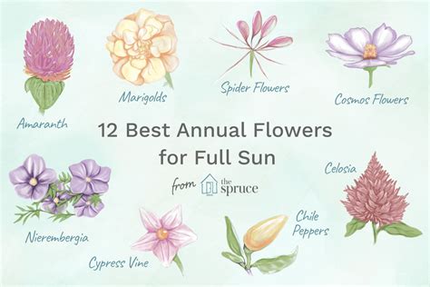 12 Best Annual Flowers for Full Sun