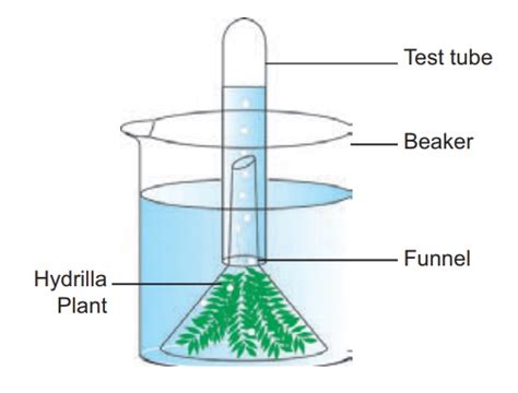 Photosynthesis-Test tube and Funnel Experiment (Demonstration) - Bio-Botany Laboratory Practical ...