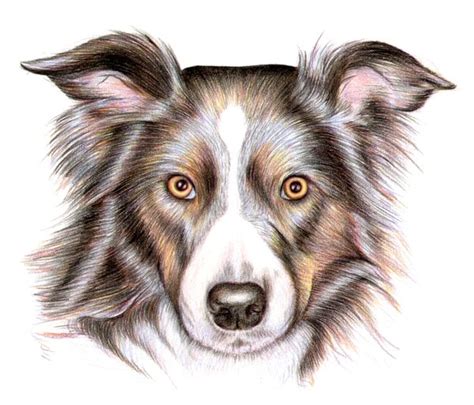 Pencil Puppy Pencil Cute Dog Drawing - Dog Sketches Pencil Drawings Of Dogs - How to draw a ...