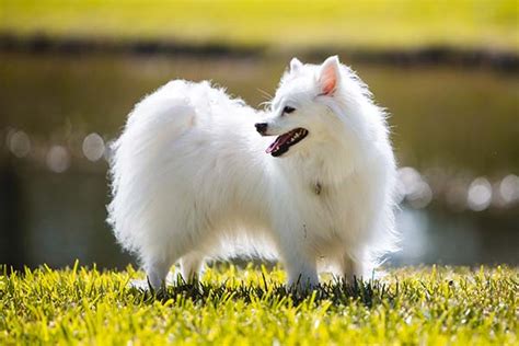 American Eskimo Dog Dog Breed Information