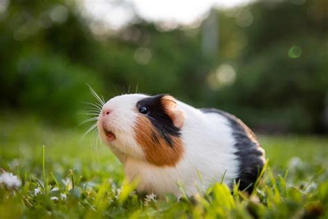 170+ Guinea Pig Names for Your Pet