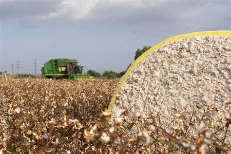 John Deere type cotton picker, 6 rows in a cotton field during picking Stock Photo | Adobe Stock