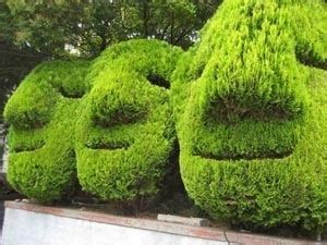 29 best images about GARDENS | topiary on Pinterest | Gardens, Pear trees and Terrace garden