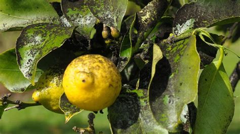 14+ Lemon Tree Diseases And Pests Pictures Pics - Paul B. Wagaman