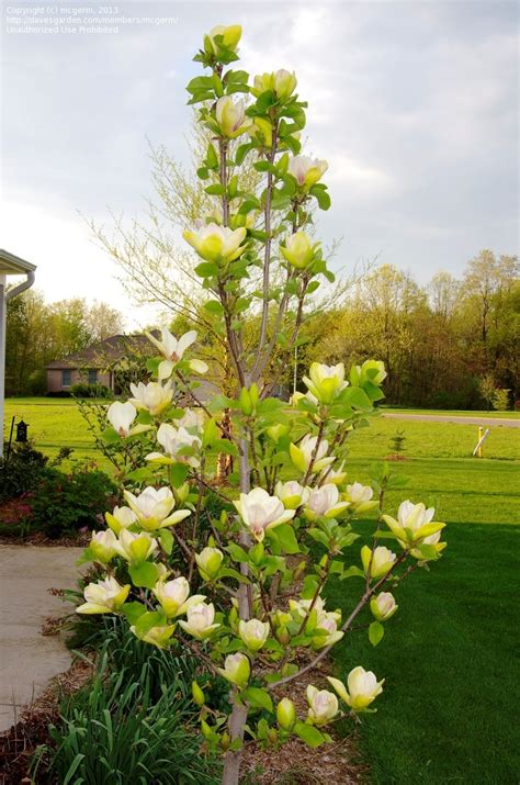 Magnolia x ‘Sunsation’ | Kiefer Nursery: Trees, Shrubs, Perennials