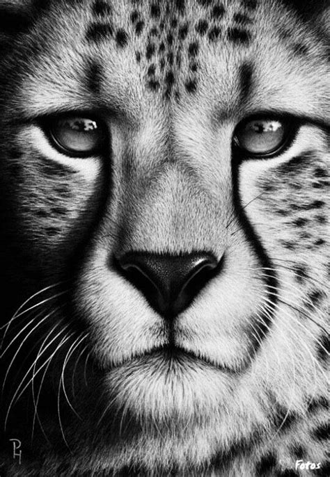 Pencil Drawing-Cheetah | Realistic animal drawings, Pencil drawings of animals, Cheetah drawing