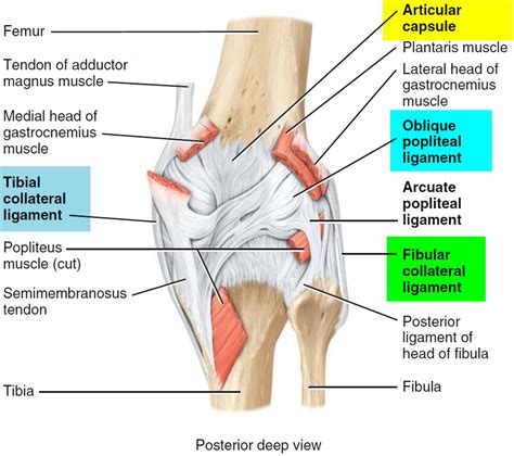 ACL Injury - Symptoms, Acl Injury Test, Treatment & Recovery Time