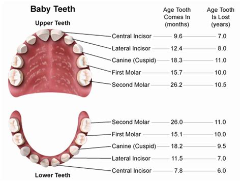 Mouth Teeth Diagram with Label - Health Images Reference