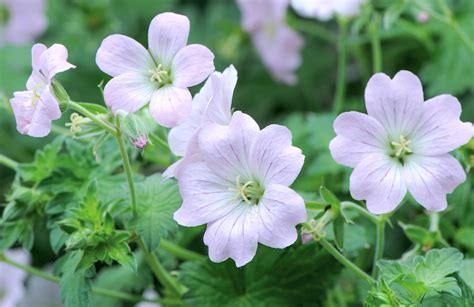 Growing Hardy Geraniums from Seed | Thompson & Morgan