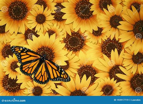 Monarch Butterfly on Sunflower Background Stock Image - Image of autumn, botanical: 193917719