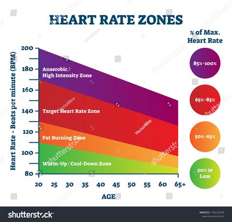 37 Heart Rate Zones Stock Vectors, Images & Vector Art | Shutterstock