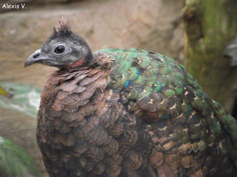 Congo Peafowl, female - Zooparc de Beauval - 02/2014 - ZooChat