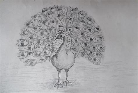 Beautiful Peacock Drawing Easy : You can draw a bird better, if you get to know them well.one ...