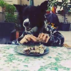 11 Dogs Eating With Human Hands. Yup. - The Dodo