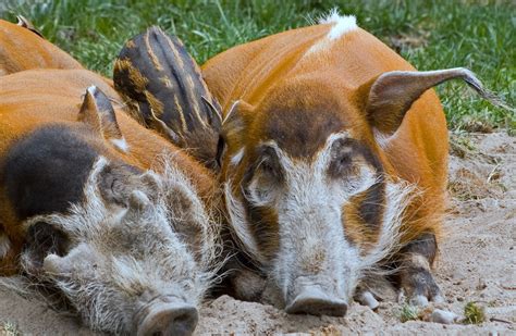 Real Monstrosities: Red River Hog