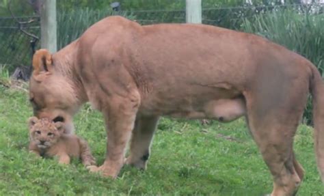 Dallas Lion Cub Introduced to Her Habitat For The First Time in Playful Romp