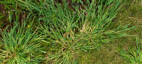 Crabgrass & How To Get Rid of It - Moyer Indoor | Outdoor