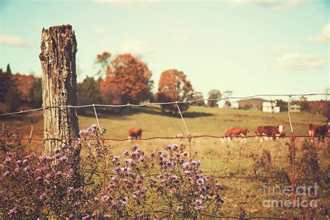 Rural country scene Photograph by Sandra Cunningham - Pixels