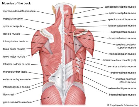 Muscles Of The Shoulder And Back Laminated Anatomy Chart | ubicaciondepersonas.cdmx.gob.mx