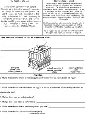 Leaf Structure and Function Read and Answer Worksheet - EnchantedLearning.com