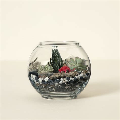 DIY Succulent Terrarium Kit | Terrarium Kit | Uncommon Goods