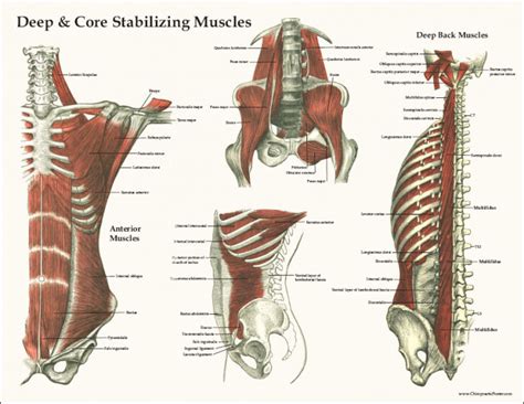 Core Muscles Diagram