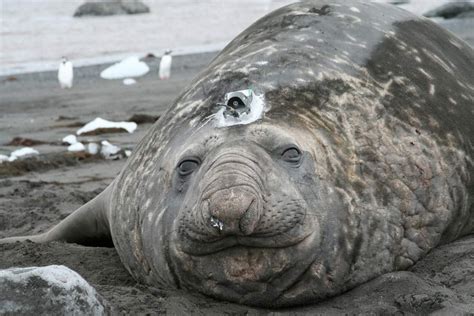 Global Warming Makes Elephant Seals Dive Deeper, Study Suggests | Live Science