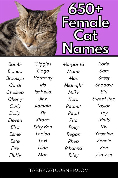 Best 653 Catchy Female Cat Names in 2024