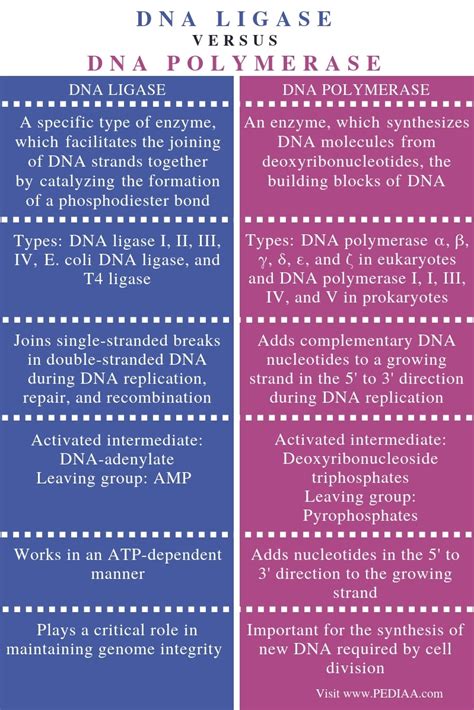 What is the Difference Between DNA Ligase and DNA Polymerase - Pediaa.Com