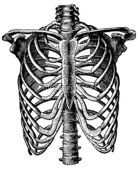 Human Rib Cage Drawing at GetDrawings | Free download