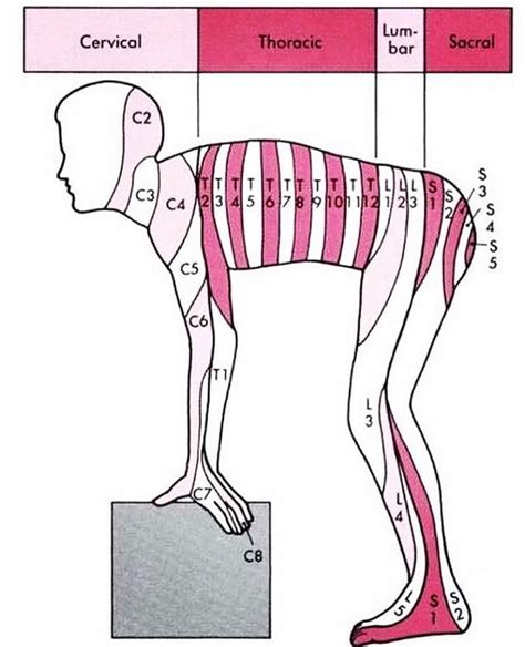 PhysioOsteoBook - DERMATOME ⠀ [PHYSIOLOGY] ⠀ Having trouble memorizing the dermatomes? Thinking ...