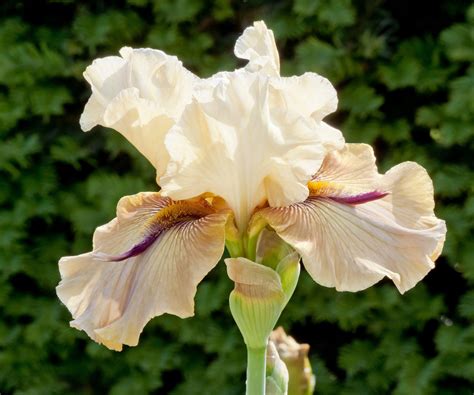 Bearded iris varieties – make a statement with these…